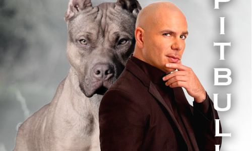 Chi è Armando Christian Pérez, in arte Pitbull